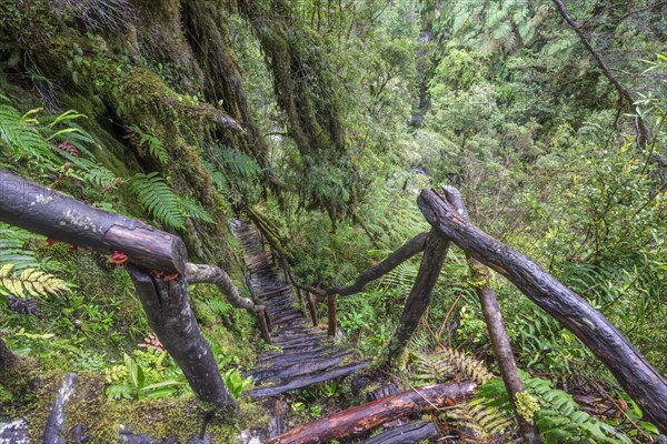 Hiking trail through the cold rain forest to the Cascadas Bajas