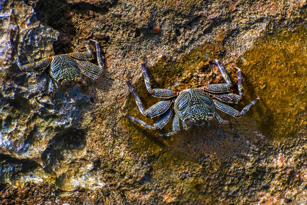 Sally-light-foot crab (Grapsus albolineatus)
