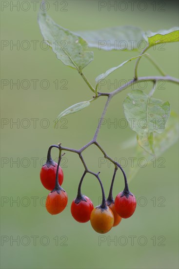 Bittersweet Nightshade (Solanum dulcamara)