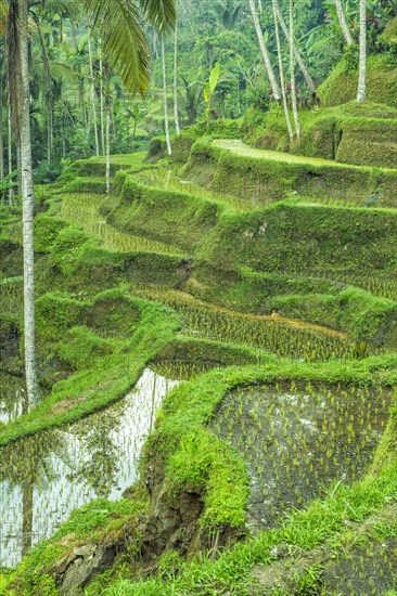 Tegallalang rice terraces