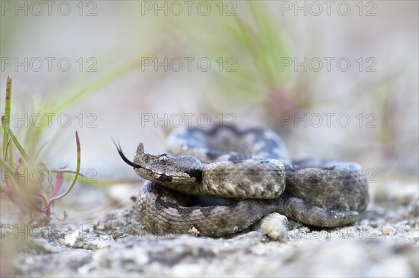 Horned Viper (Vipera ammodytes)