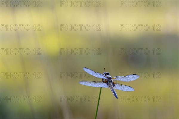 Broad-bodied Chaser or Broad-bodied Darter (Libellula depressa) covered in dew