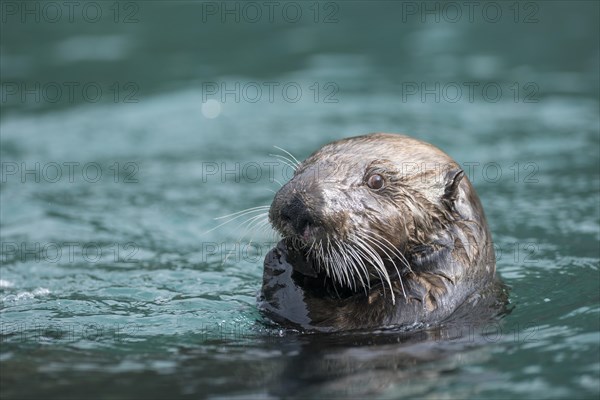 Sea Otter (Enhydra lutris)