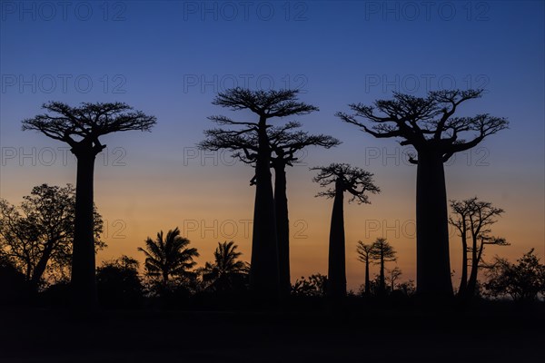 Avenue of the Baobabs