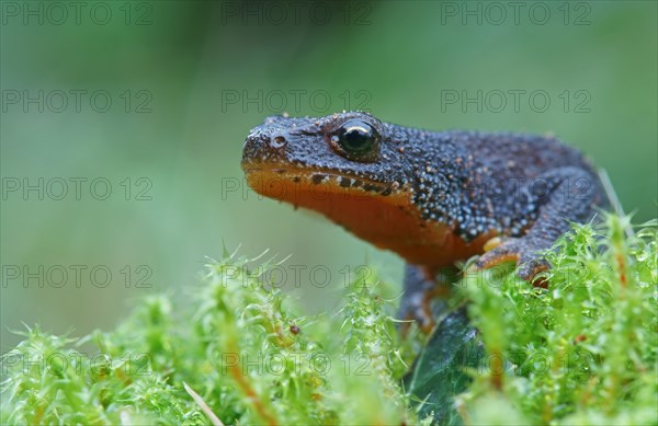 Alpine Newt (Triturus alpestris)