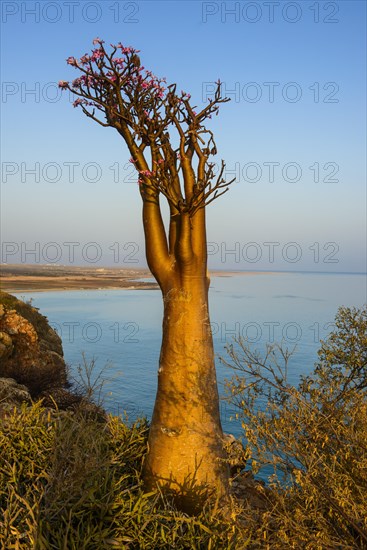 Bottle Tree (Adenium obesum) in bloom