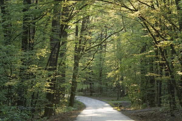 Forest path at Csaterberg hill