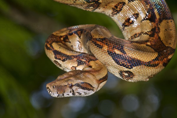 Emperor Boa (Boa constrictor imperator)