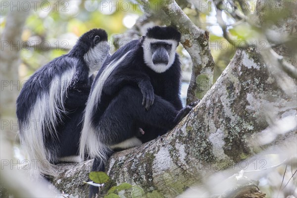 Mantled Guerezas (Colobus guereza)