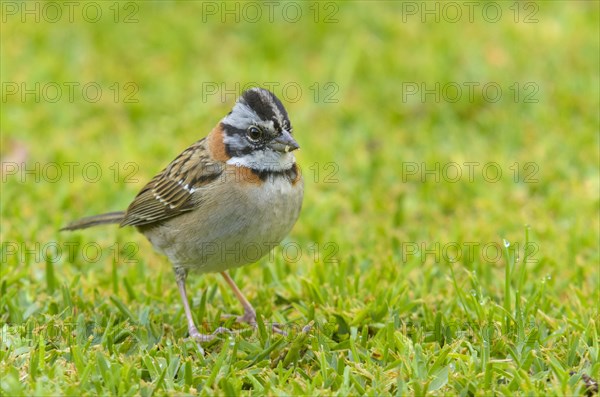 Rufous-collared Sparrow (Zonotrichia capensis)