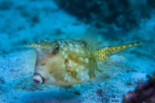 Longhorn Cowfish (Lactoria cornuta)