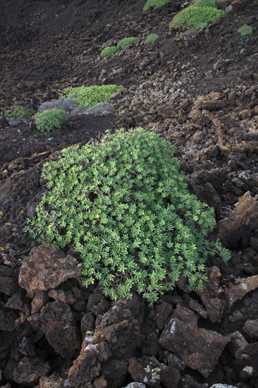 Balsam spurge (Euphorbia balsamifera) on lava rock