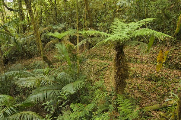 Tree Fern (Cyatheales) in montane rain forest