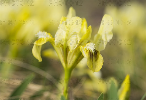 Dwarf iris (Iris pumila)