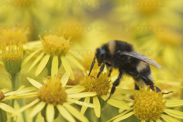 Large earth bumblebee (Bombus terrestris) on Ragwort (Senecio jacobaea)