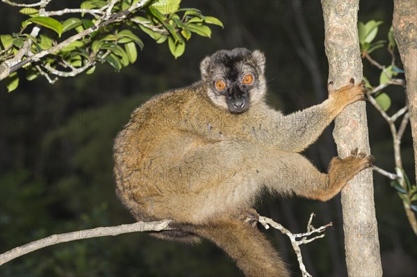 Red-fronted Brown Lemur (Eulemur rufus)