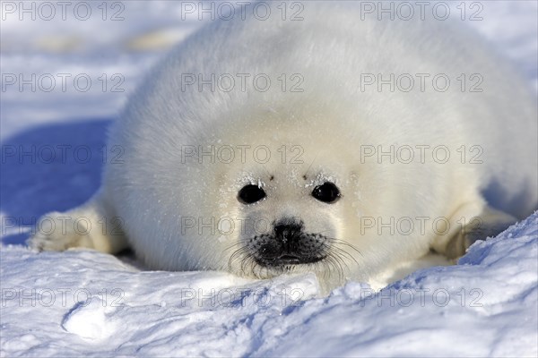 Harp Seal or Saddleback Seal (Pagophilus groenlandicus