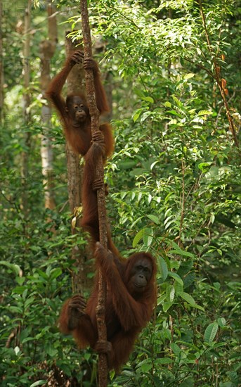 Bornean Orangutans (Pongo pygmaeus)