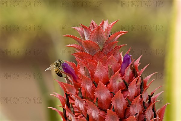 Pineapple flower (Ananas comosus)