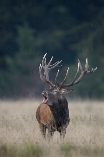 Red Deer (Cervus elaphus)