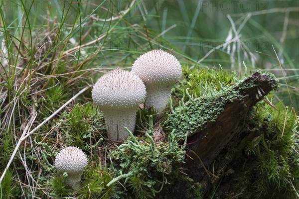 Common Puffball (Lycoperdon perlatum)