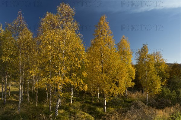 Autumnally coloured birch trees (Betula pendula)