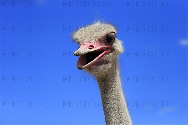 Southern Ostrich (Struthio camelus australis)