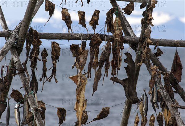 Dried fish