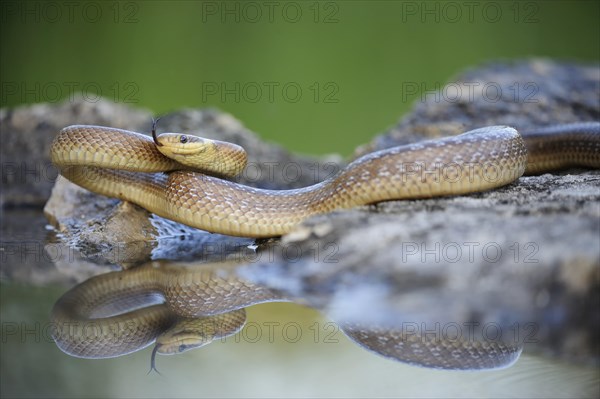 Aesculapian Snake (Zamenis longissimus) at water's edge