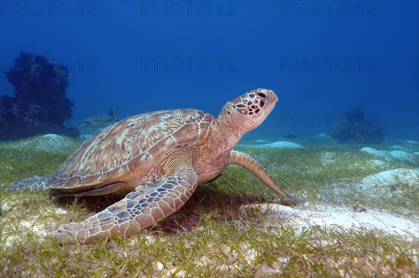 Green sea turtle (Chelonia mydas)