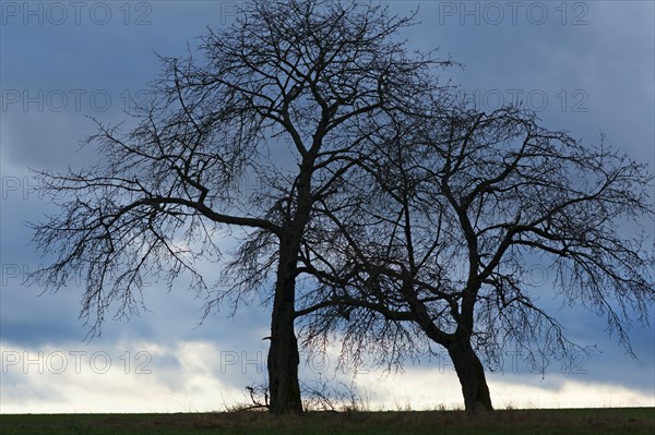 Bare fruit trees at dusk