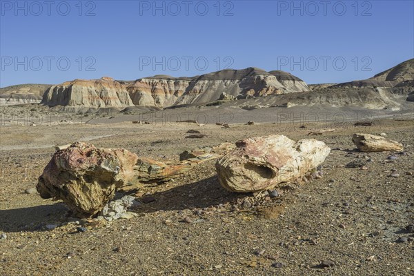 Petrified forest Bosque Petrificado National Monument