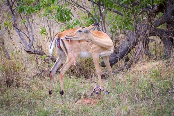 Impala (Aepyceros melampus) female immediately after birth