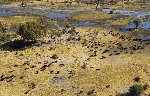 Cape Buffaloes (Syncerus caffer caffer)