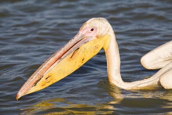 Great White Pelican (Pelecanus onocrotalus)