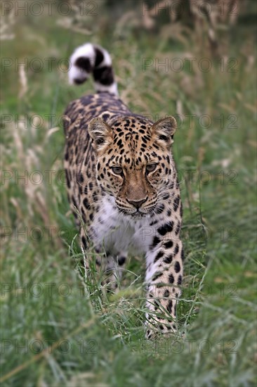 Amur Leopard (Panthera pardus orientalis)