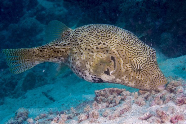 Map Puffer or Map Pufferfish (Arothron mappa)