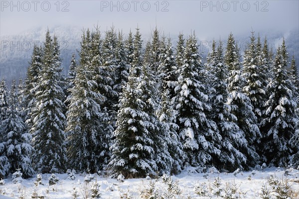 Snow covered trees