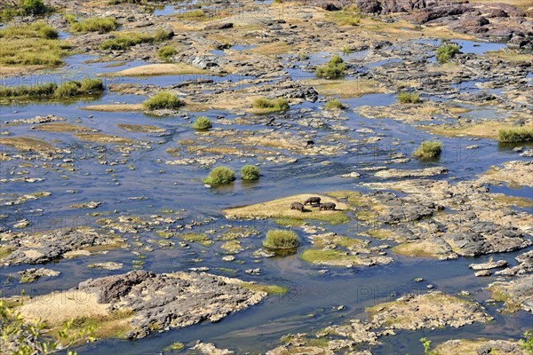 Hippopotamusses (Hippopotamus amphibius) in the Olifants River