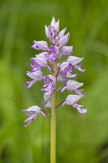 Military Orchid (Orchis militaris)