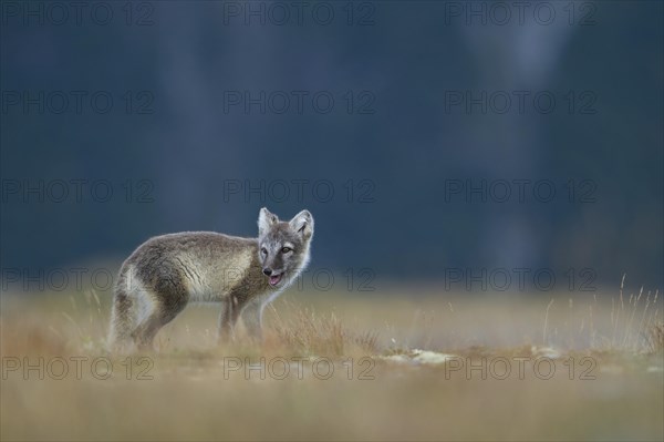 Arctic fox (Vulpes lagopus)