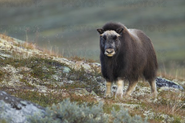 Musk ox (Ovibos moschatus)