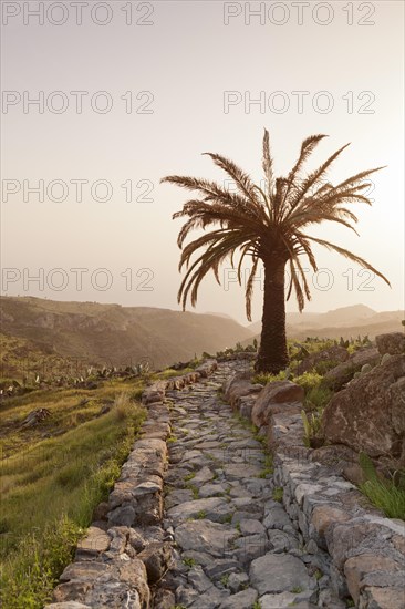 Stony path and palm tree