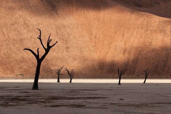 Dead camel thorn trees (Vachellia erioloba)