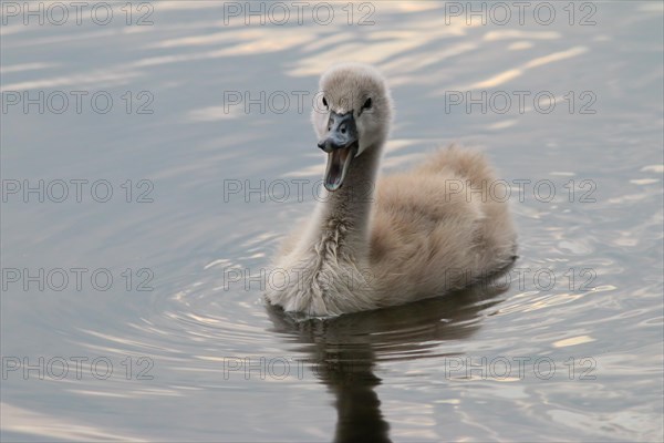 Mute Swan (Cygnus olor)