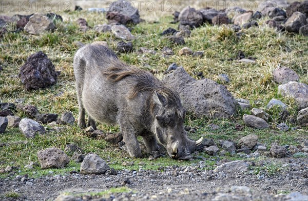 Warthog (Phacochoerus africanus)