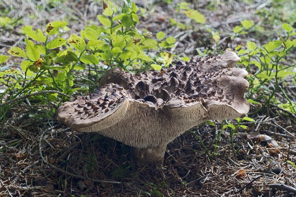 Shingled hedgehog (Sarcodon imbricatus)