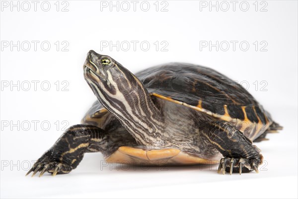 Yellow-bellied slider (Trachemys scripta scripta)