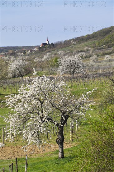 Cherry blossom