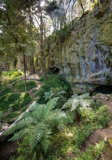 Forest with ferns